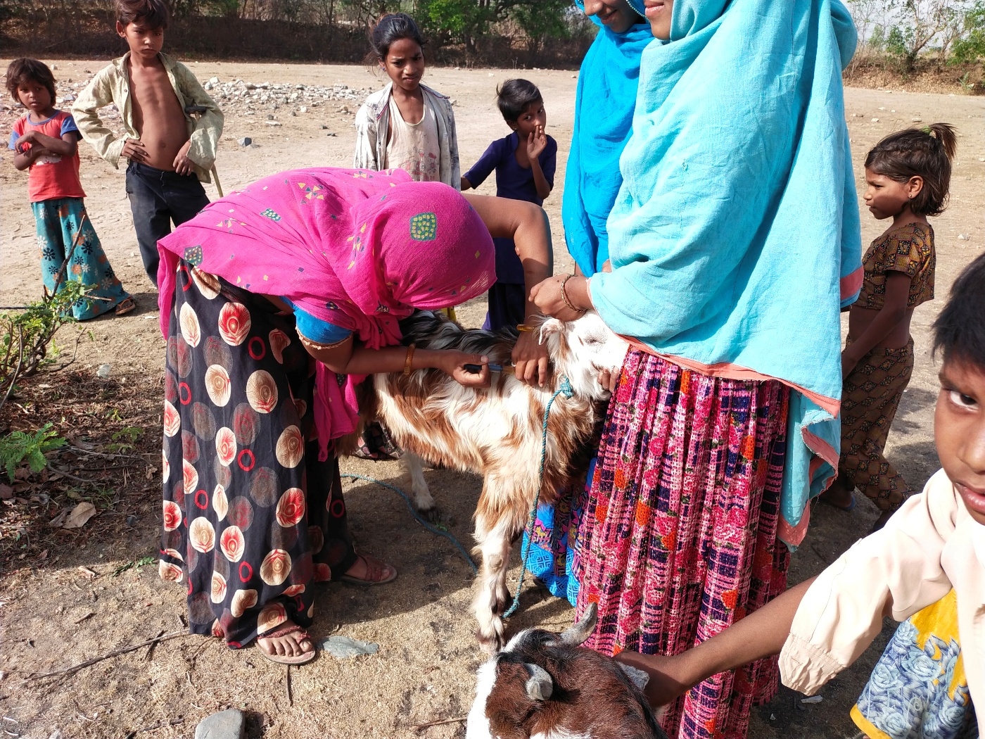 Livestock Enterprise Development